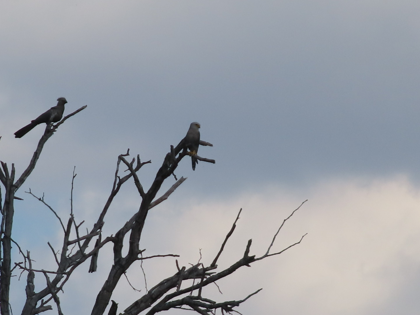 Dickinson's Kestrel (Falco dickinsoni), photo 5