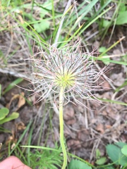 Clematis hirsutissima