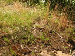 Phemeranthus rugospermus