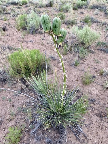 Yucca angustissima