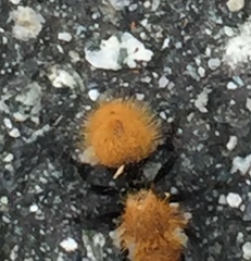 Dasymutilla coccineohirta