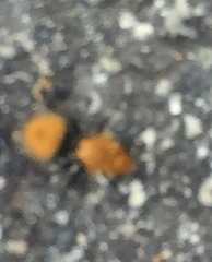 Dasymutilla coccineohirta