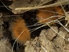 Dasymutilla coccineohirta