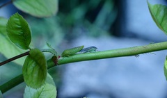 Gypona melanota