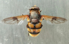 Volucella elegans