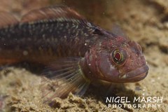Robust Triplefin photo 3