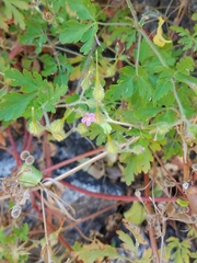 Robertium