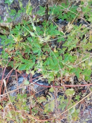 Robertium