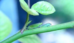 Gypona melanota