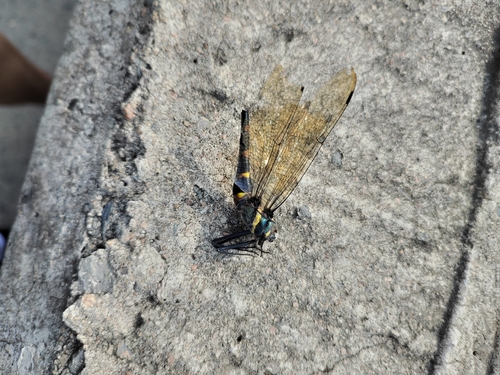 Macromia manchurica