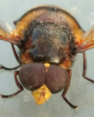 Volucella elegans