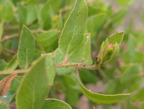Image of Arctostaphylos virgata by (c) Tom Field, some rights reserved (CC BY)
