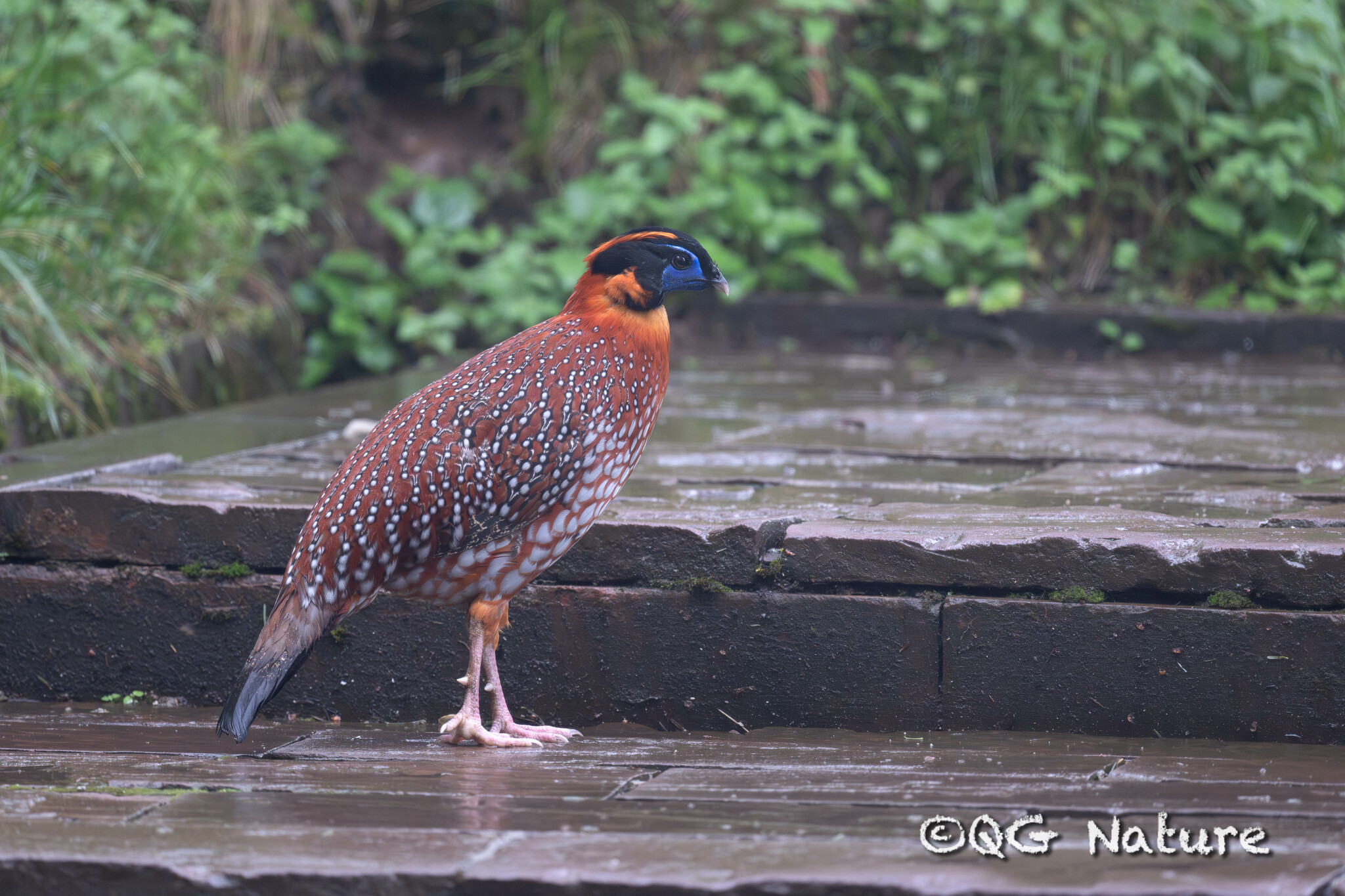 Temminck's Tragopan (Tragopan temminckii), photo 4