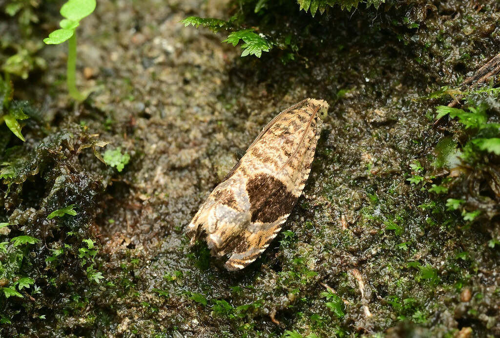 Sorolopha angustorbis