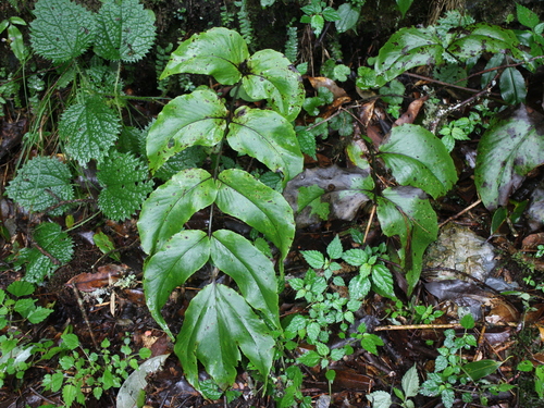 Cyrtomium macrophyllum iNat (3)