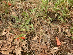 Phemeranthus rugospermus