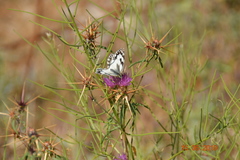 Melanargia titea