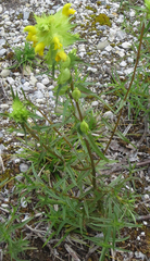 Rhinanthus glacialis
