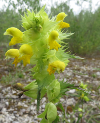 Rhinanthus glacialis