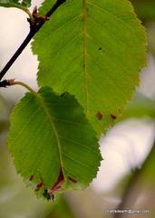 Betula utilis