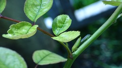 Gypona melanota