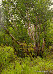 Betula utilis