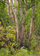 Betula utilis