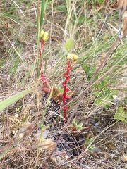 Dudleya farinosa