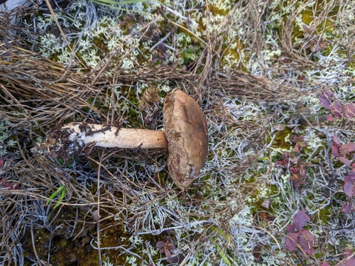 Brown Birch-bolete