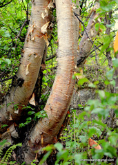 Betula utilis