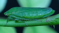 Gypona melanota