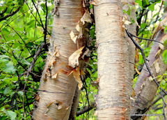 Betula utilis