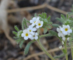 Greeneocharis similis