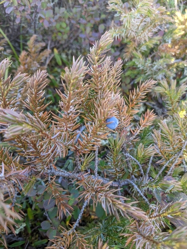 common juniper
