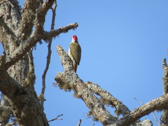Campethera bennettii