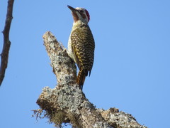 Campethera bennettii