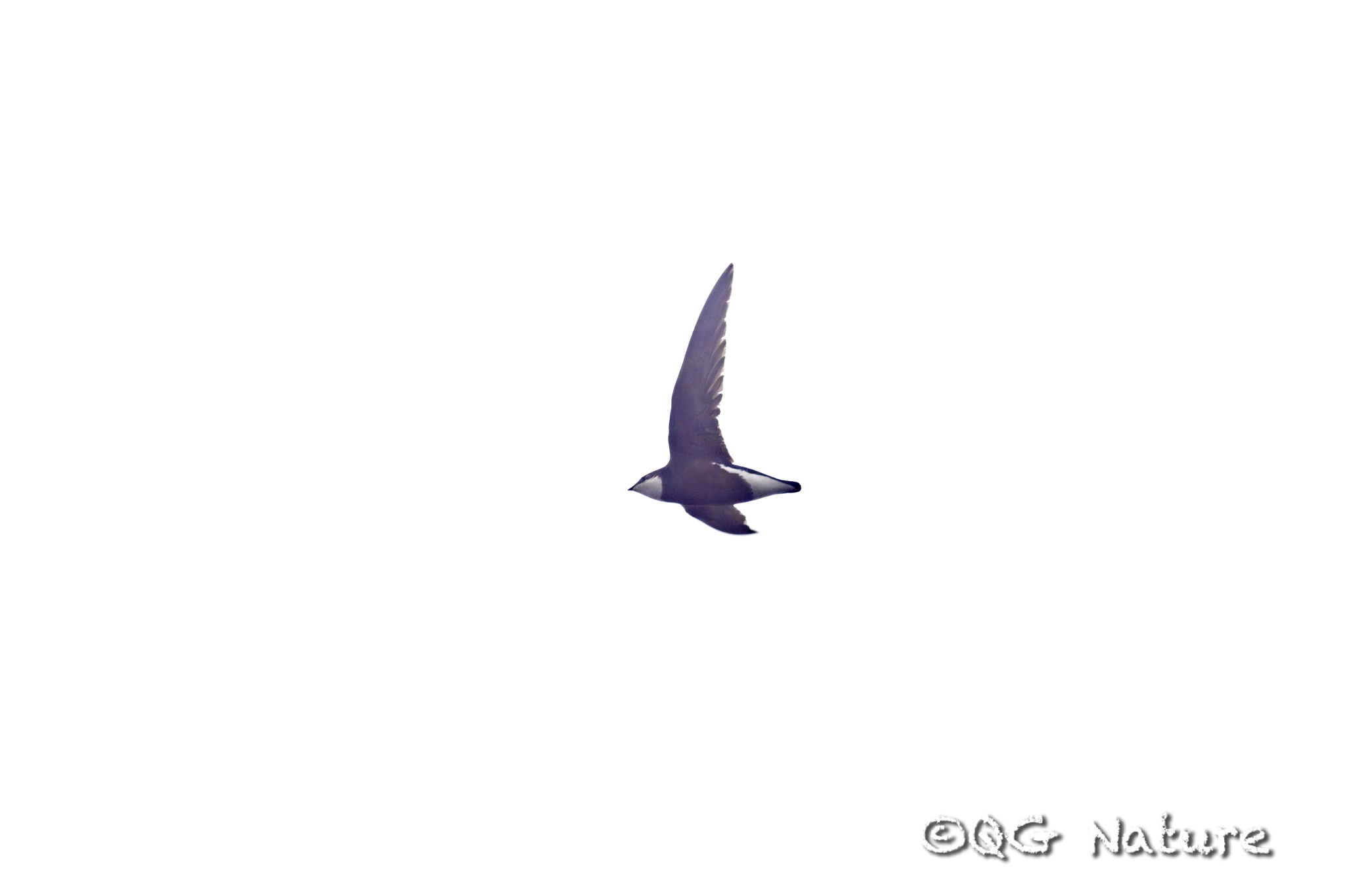 White-throated Needletail