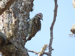 Campethera bennettii