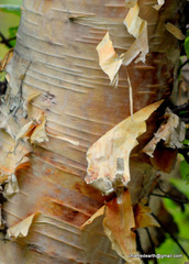 Betula utilis