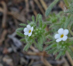 Greeneocharis similis