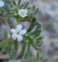 Greeneocharis similis