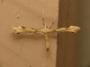 Tansy Plume Moth - Photo (c) Donald Hobern, some rights reserved (CC BY)