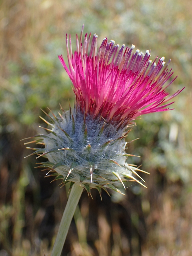 Cobwebby Thistle