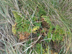 Anisotome lyallii