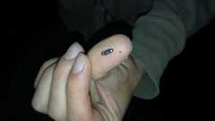 Lamprohiza splendidula