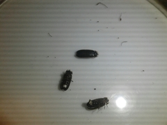 Lamprohiza splendidula