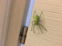 Micrommata