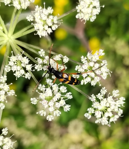 Strangalia attenuata