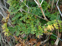 Anisotome lyallii