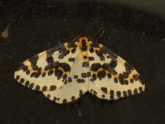 Abraxas grossulariata